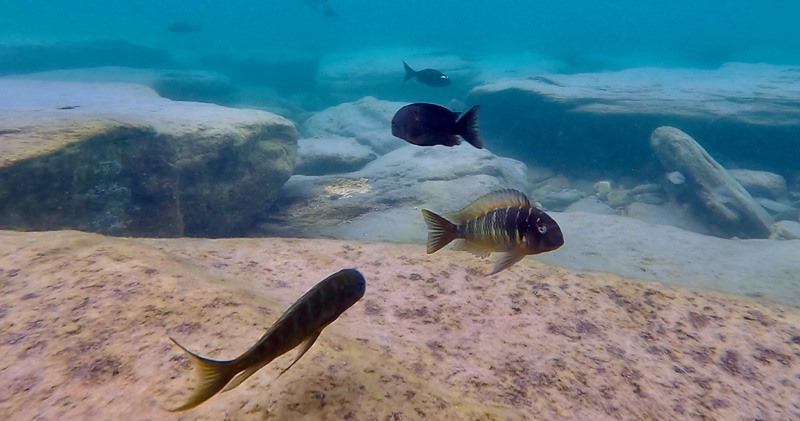 Tropheus sp. 'limespot' Mabilibili Bay